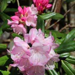 小菅トラウトガーデン 釣果