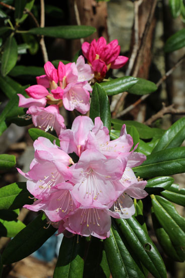 小菅トラウトガーデン 釣果