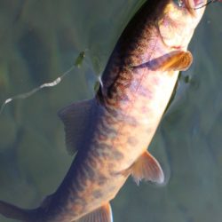 小菅トラウトガーデン 釣果