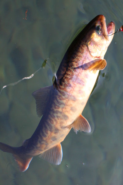 小菅トラウトガーデン 釣果