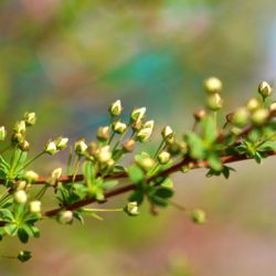 小菅トラウトガーデン 釣果