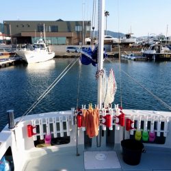 フィッシングボートACE(エース) 釣果