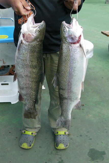 としまえんフィッシングエリア 釣果