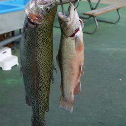 としまえんフィッシングエリア 釣果