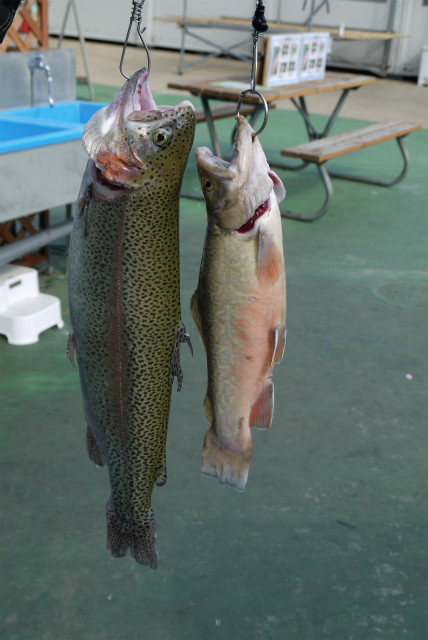としまえんフィッシングエリア 釣果