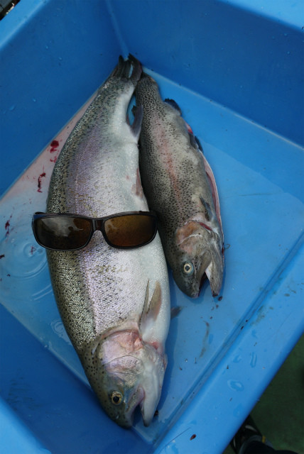 としまえんフィッシングエリア 釣果