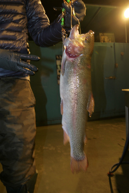としまえんフィッシングエリア 釣果