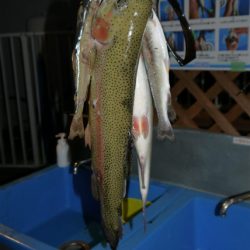 としまえんフィッシングエリア 釣果