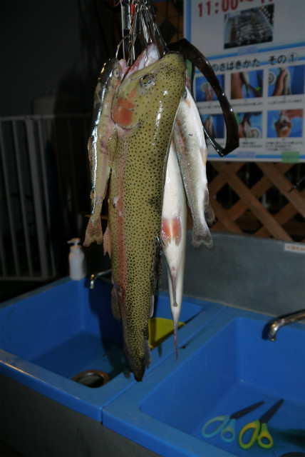 としまえんフィッシングエリア 釣果