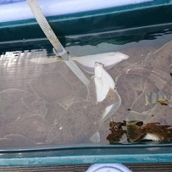 小樽港遊漁船ＳＨＡＫＥ 釣果