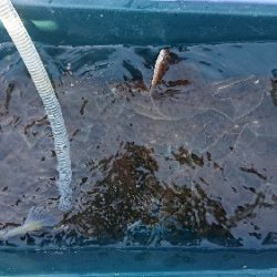 小樽港遊漁船SHAKE 釣果