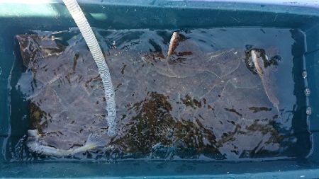 小樽港遊漁船SHAKE 釣果