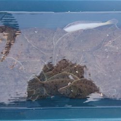 小樽港遊漁船ＳＨＡＫＥ 釣果