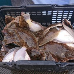 小樽港遊漁船ＳＨＡＫＥ 釣果