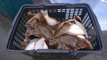 小樽港遊漁船ＳＨＡＫＥ 釣果