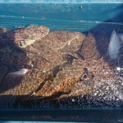 小樽港遊漁船SHAKE 釣果