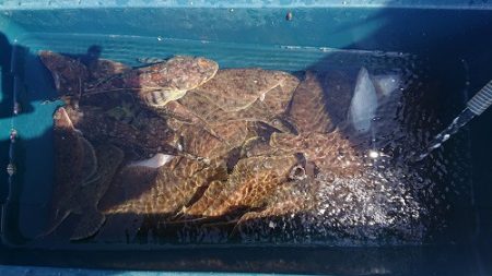 小樽港遊漁船ＳＨＡＫＥ 釣果