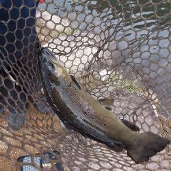 平谷湖フィッシングスポット 釣果