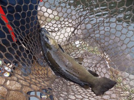 平谷湖フィッシングスポット 釣果