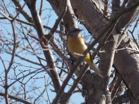 平谷湖フィッシングスポット 釣果