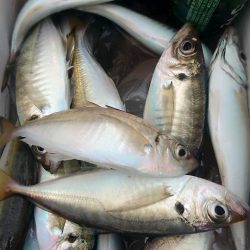 金沢八景鴨下丸 釣果