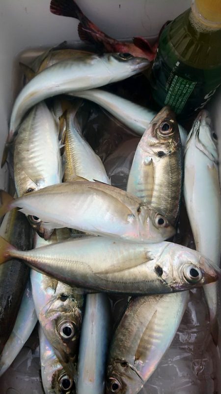 金沢八景鴨下丸 釣果