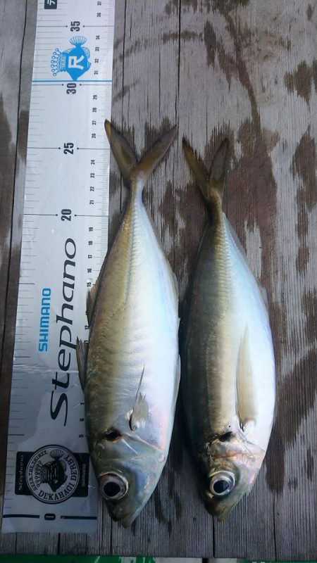 金沢八景鴨下丸 釣果