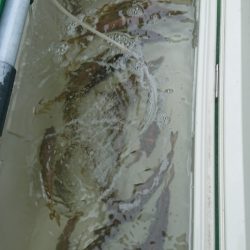 金沢八景鴨下丸 釣果