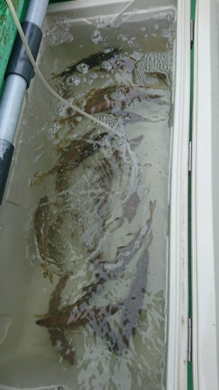 金沢八景鴨下丸 釣果