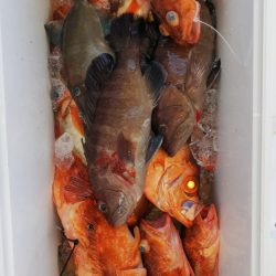 第二龍勢丸 釣果