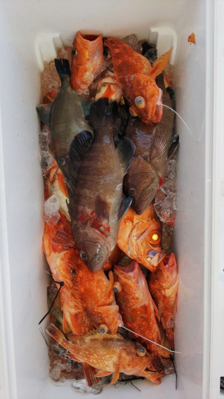 第二龍勢丸 釣果