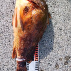 第二龍勢丸 釣果