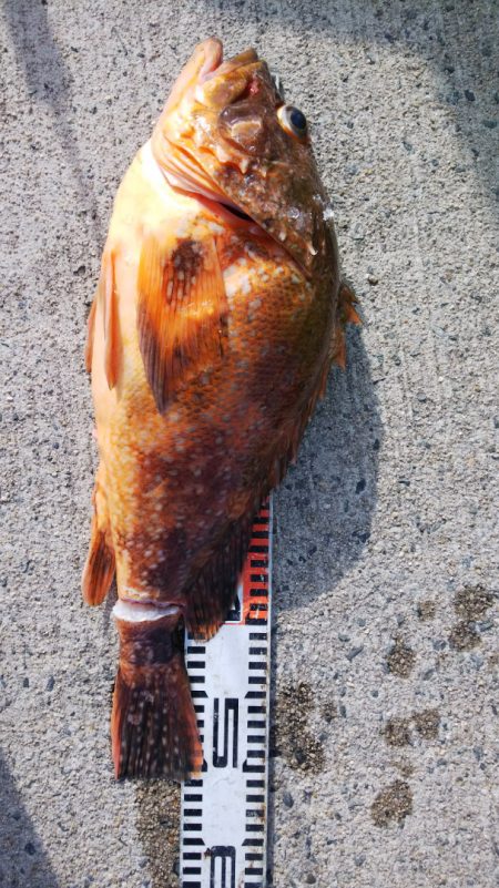 第二龍勢丸 釣果