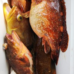 第二龍勢丸 釣果