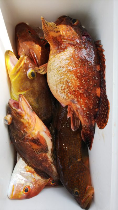 第二龍勢丸 釣果