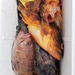 第二龍勢丸 釣果