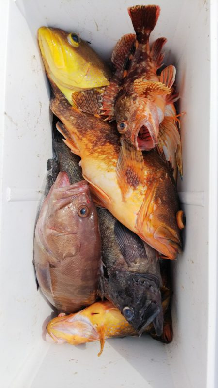 第二龍勢丸 釣果