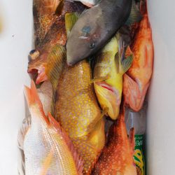 第二龍勢丸 釣果