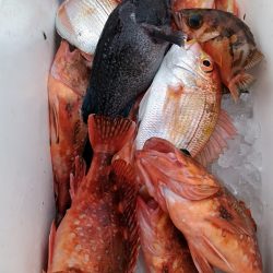 LUSTER『ラスター』 釣果