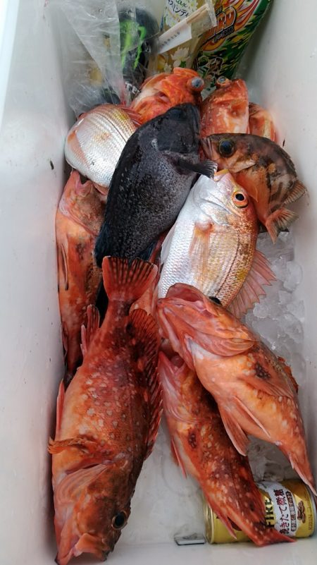 LUSTER『ラスター』 釣果