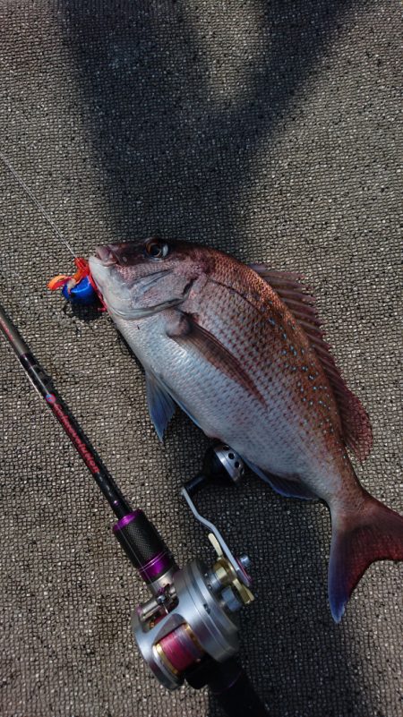 ARCADIAⅡ (アルカディアⅡ) 釣果