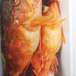 第二龍勢丸 釣果