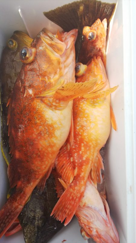 第二龍勢丸 釣果