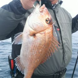 ブルドック 釣果