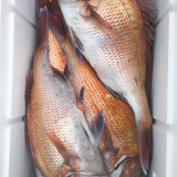 ブルドック 釣果