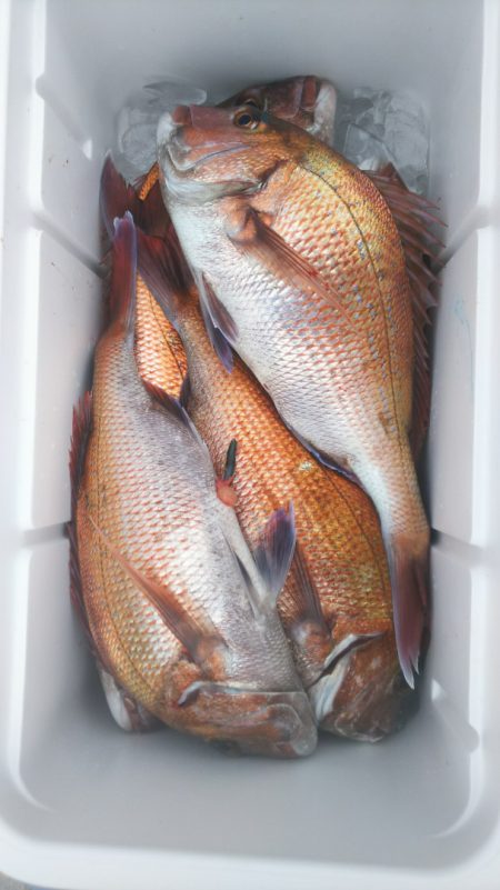 ブルドック 釣果