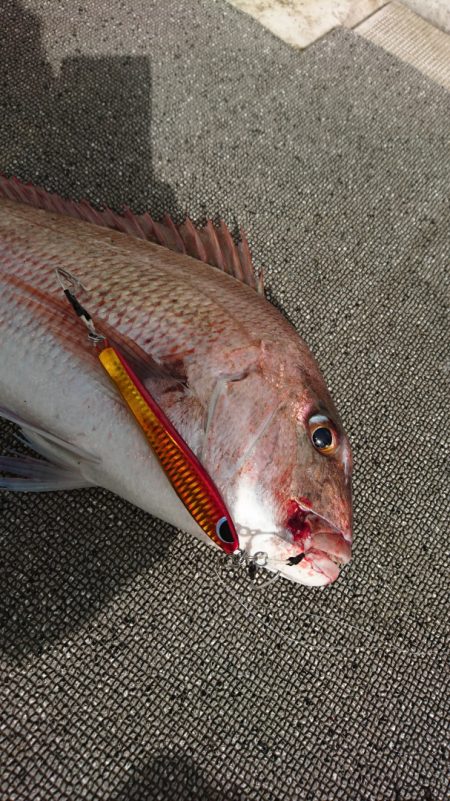 ARCADIAⅡ (アルカディアⅡ) 釣果