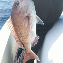 ブルドック 釣果