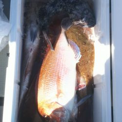 ブルドック 釣果