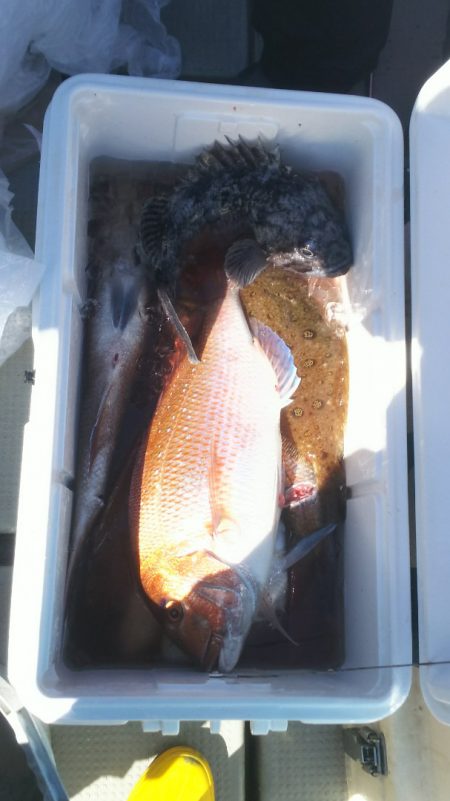 ブルドック 釣果